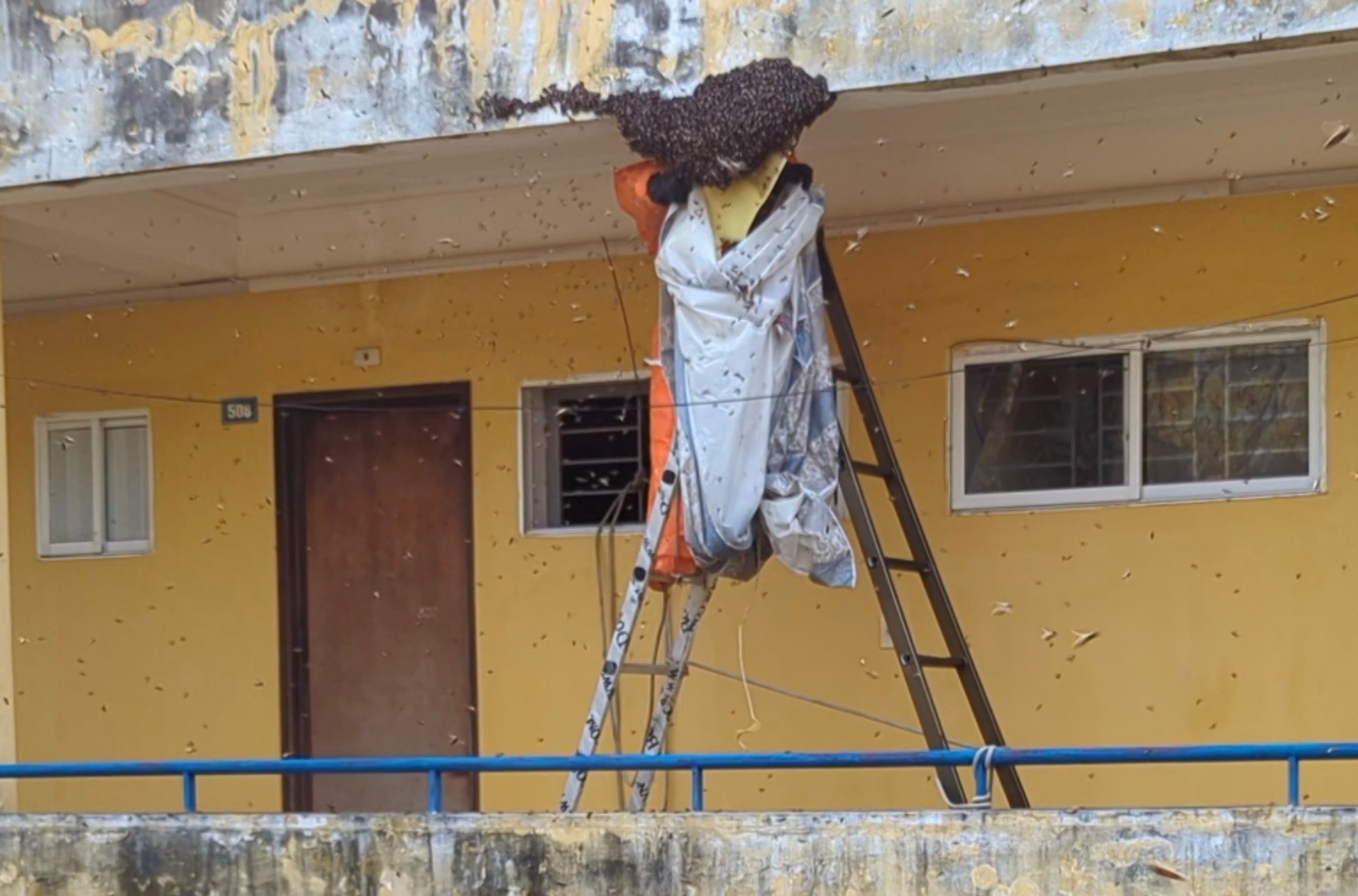 Hỗ trợ tháo dỡ an toàn tổ ong gây nguy hiểm cho người dân ở chung cư 5 tầng Quán Nam, quận Lê Chân